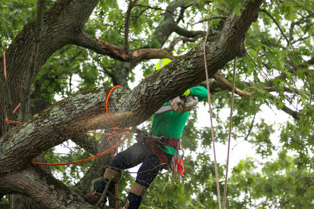 Best Commercial Tree Services  in Saginaw, TX