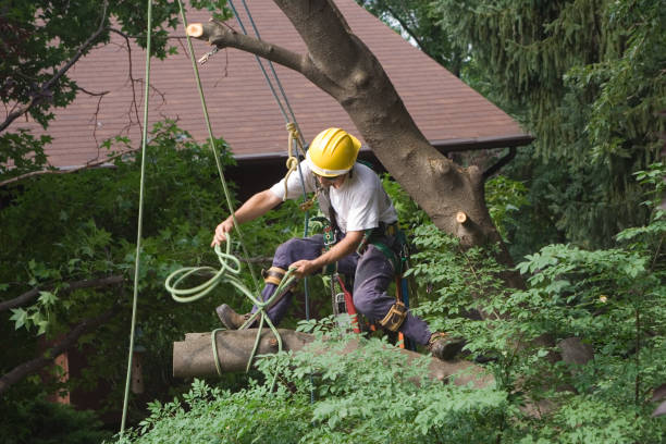 Best Mulching Services  in Saginaw, TX