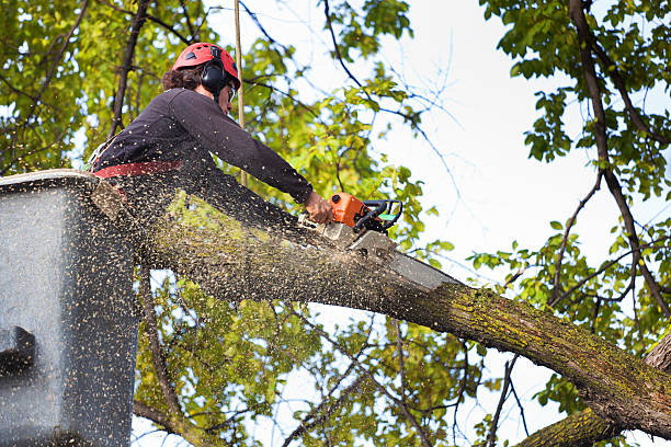 Best Tree Mulching  in Saginaw, TX
