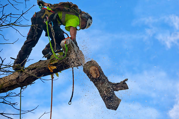 Best Root Management and Removal  in Saginaw, TX