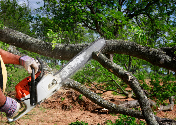 Professional Tree Care in Saginaw, TX