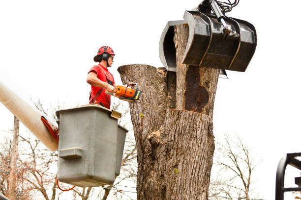 How Our Tree Care Process Works  in  Saginaw, TX